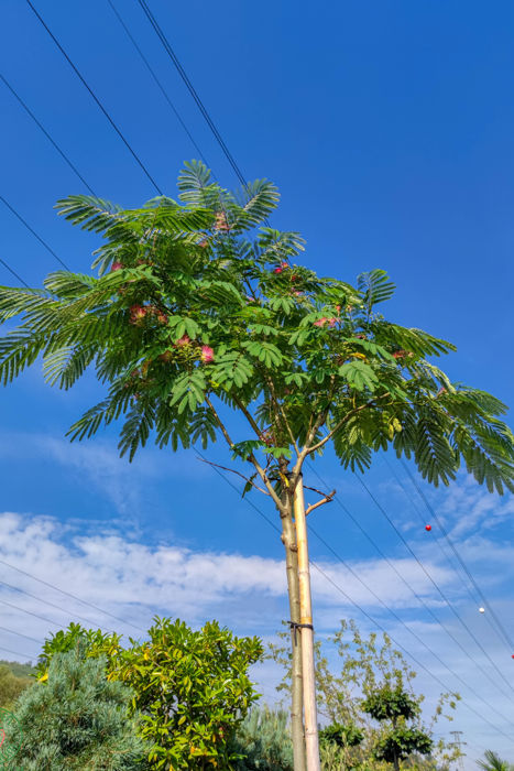 albizia ruzova druhy
