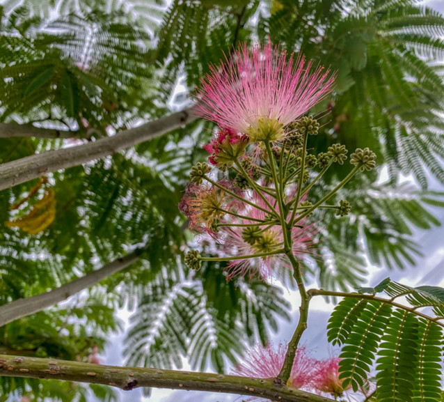 albizia ruzova kvet