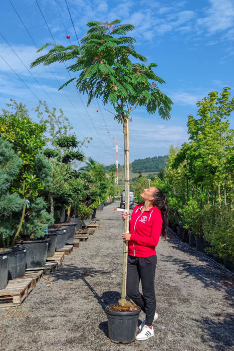 albizia ruzova pestovanie 1