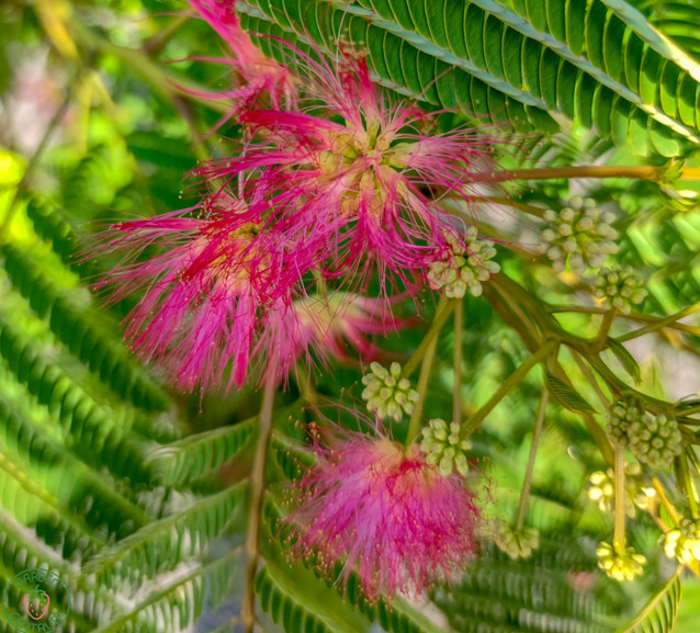 albizia ruzova starostlivost2