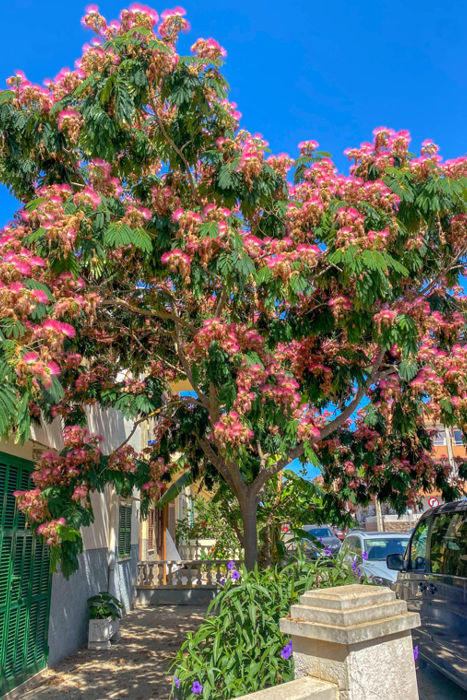 albizia ruzova pestovanie 2