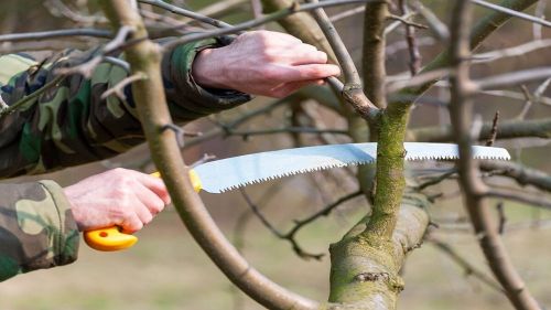 spring-pruning-trees-orezavanie-stromov-na-jar