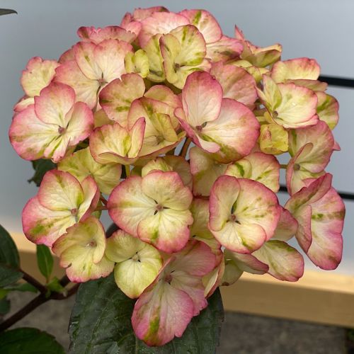 Hortenzia kalinolistá (Hydrangea macrophylla)