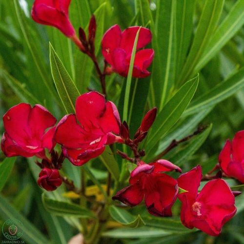 oleander_4