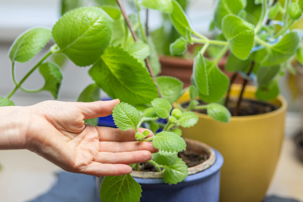 Growing Silver Spurflower. Hands of a woman are holding leaves of this species of flowering plant in the mint family.